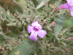 Ruellia inundata