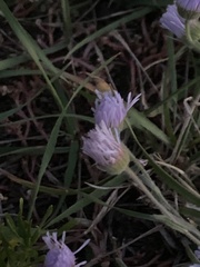 Erigeron divergens