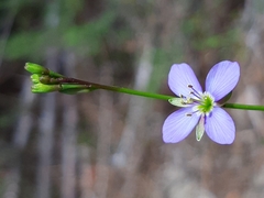 Heliophila adpressa