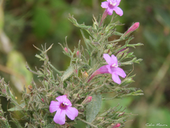 Ruellia inundata