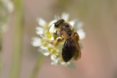 Andrena ruficrus