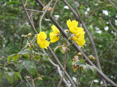 Cochlospermum vitifolium