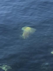 Phacellophora camtschatica