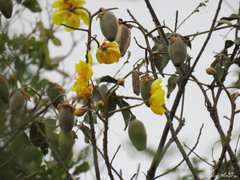 Cochlospermum vitifolium