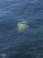 Phacellophora camtschatica