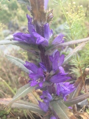 Campanula spicata
