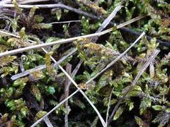 Scorpidium scorpioides