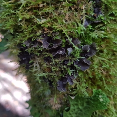 Peltigera collina