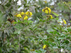 Cenostigma bracteosum