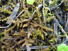 Scorpidium scorpioides