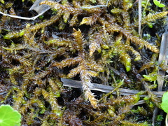 Scorpidium scorpioides