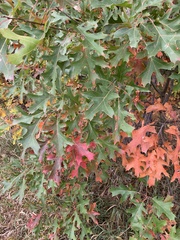 Quercus ellipsoidalis