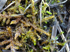 Scorpidium scorpioides