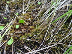 Scorpidium scorpioides