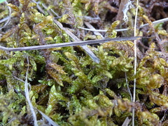 Scorpidium scorpioides