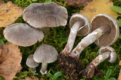 Cortinarius hemitrichus