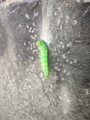 Leptophobia aripa