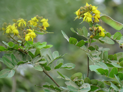 Cenostigma bracteosum