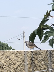 Campylorhynchus gularis