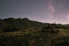 Cylindropuntia ganderi