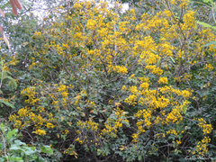 Chamaecrista ensiformis