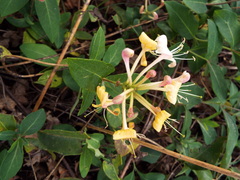 Lonicera periclymenum