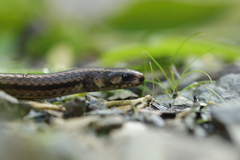 Tantilla melanocephala
