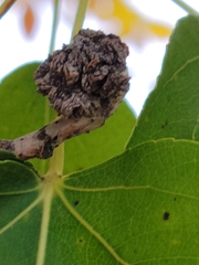 Aceria parapopuli