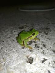 Hyla molleri