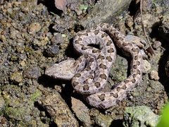 Protobothrops mucrosquamatus