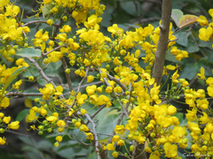 Chamaecrista ensiformis