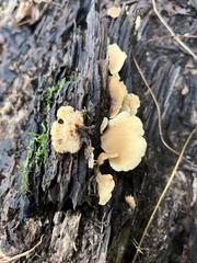 Hohenbuehelia angustata