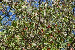 Crataegus azarolus