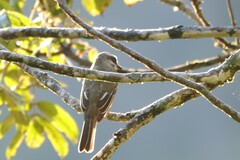 Myiodynastes hemichrysus