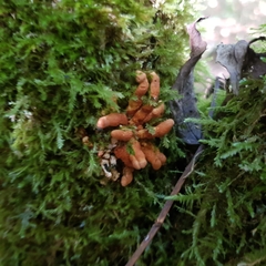 Hypocreopsis rhododendri