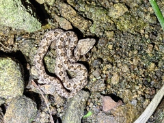 Protobothrops mucrosquamatus