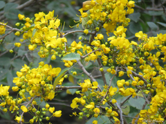 Chamaecrista ensiformis