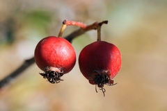 Crataegus azarolus