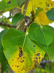 Aceria parapopuli