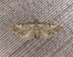 Eupithecia graefii