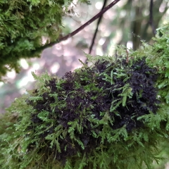 Scytinium lichenoides