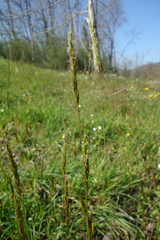 Anthoxanthum odoratum