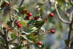Crataegus azarolus