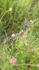 Sphenarium