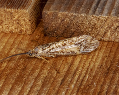 Clistoronia magnifica