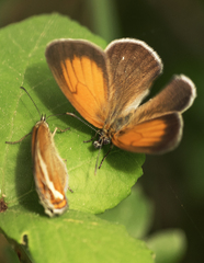 Coenonympha