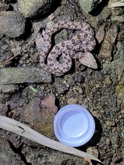 Protobothrops mucrosquamatus