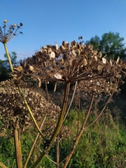 Heracleum