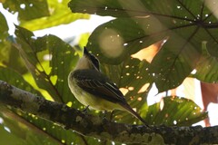 Myiodynastes hemichrysus