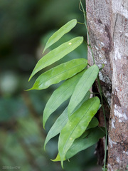 Adenia penangiana